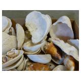 Seashells