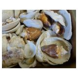 Seashells
