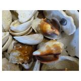 Seashells