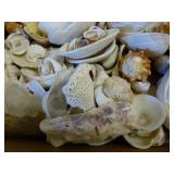 Seashells