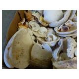 Seashells