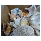 Seashells
