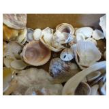 Seashells