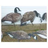 Goose Decoys