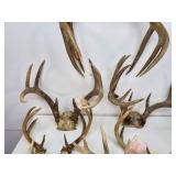 Antlers. Approx 19 lbs.