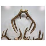 Antlers. Approx 19 lbs.