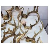 Antlers. Approx 19 lbs.