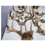Antlers. Approx 19 lbs.