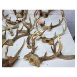 Antlers. Approx 19 lbs.