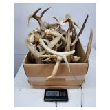 Antlers. Approx 19 lbs.