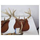 (3) Antlers on Boards