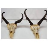 (2) Antelope Horns