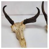 (2) Antelope Horns