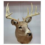 Whitetail Buck Mount