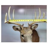 Whitetail Buck Mount