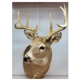 Whitetail Deer Mount