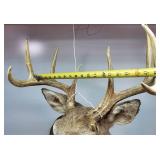Whitetail Deer Mount