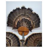 4 Turkey Feather Mounts