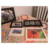 Lot of Picture Frames  (photographs of butterflies and flowers)