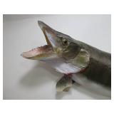 Vintage Taxidermy Muskie Mount