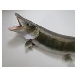 Vintage Taxidermy Muskie Mount