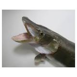 Vintage Taxidermy Muskie Mount