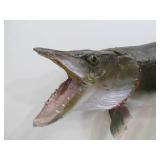 Vintage Taxidermy Muskie Mount