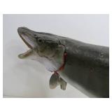 Vintage Taxidermy Muskie Mount