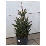 (1) Colorado Spruce Tree