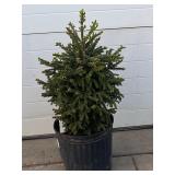 (1) Black Hills Spruce Tree