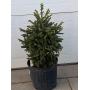 (1) Black Hills Spruce Tree