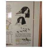 Framed Canada Goose Artwork