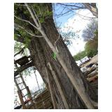 Green Mountain Maple, approx 16ft w...