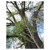 Green Mountain Maple, approx 16ft w...