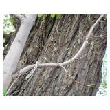 Green Mountain Maple, approx 16ft w...