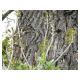 Green Mountain Maple, approx 16ft w...
