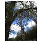 Green Mountain Maple, approx 16ft w...