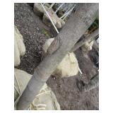Green Mountain Maple, approx 16ft w...