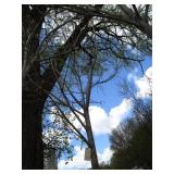 Green Mountain Maple, approx 16ft w...