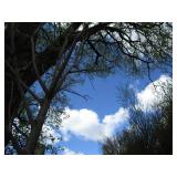 Green Mountain Maple, approx 16ft w...