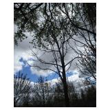Green Mountain Maple, approx 16ft w...