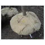 Green Mountain Maple, approx 16ft w...
