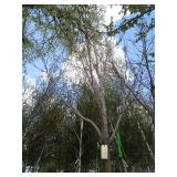 Green Mountain Maple, approx 14ft w...
