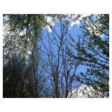 Green Mountain Maple, approx 14ft w...