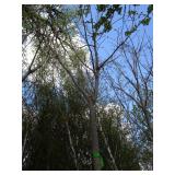 Green Mountain Maple, approx 14ft w...