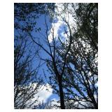 Green Mountain Maple, approx 14ft w...