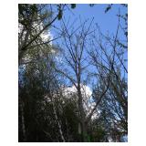Green Mountain Maple, approx 14ft w...