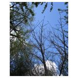 Green Mountain Maple, approx 14ft w...