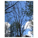 Green Mountain Maple, approx 14ft w...