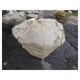 Green Mountain Maple, approx 14ft w...